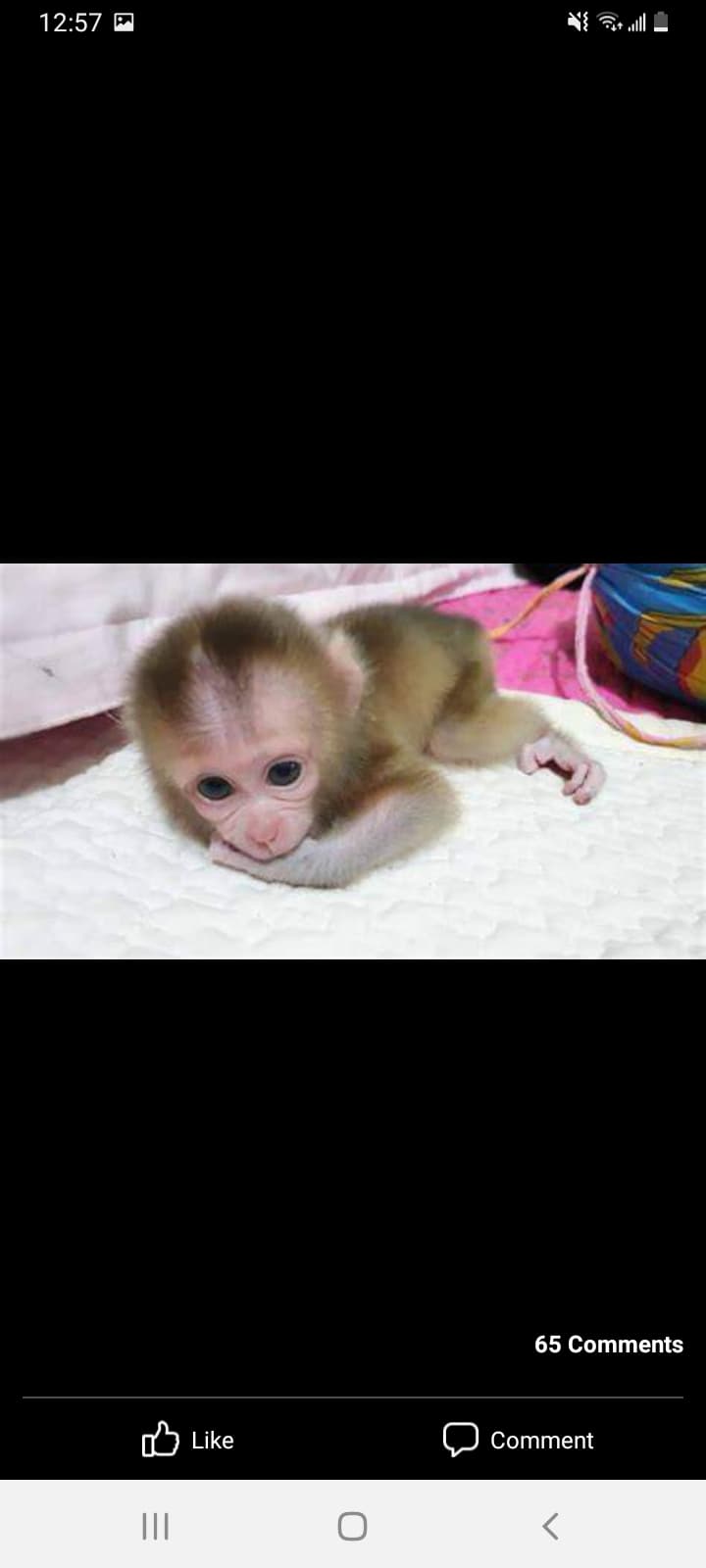 Monkey, photo 1 of 1