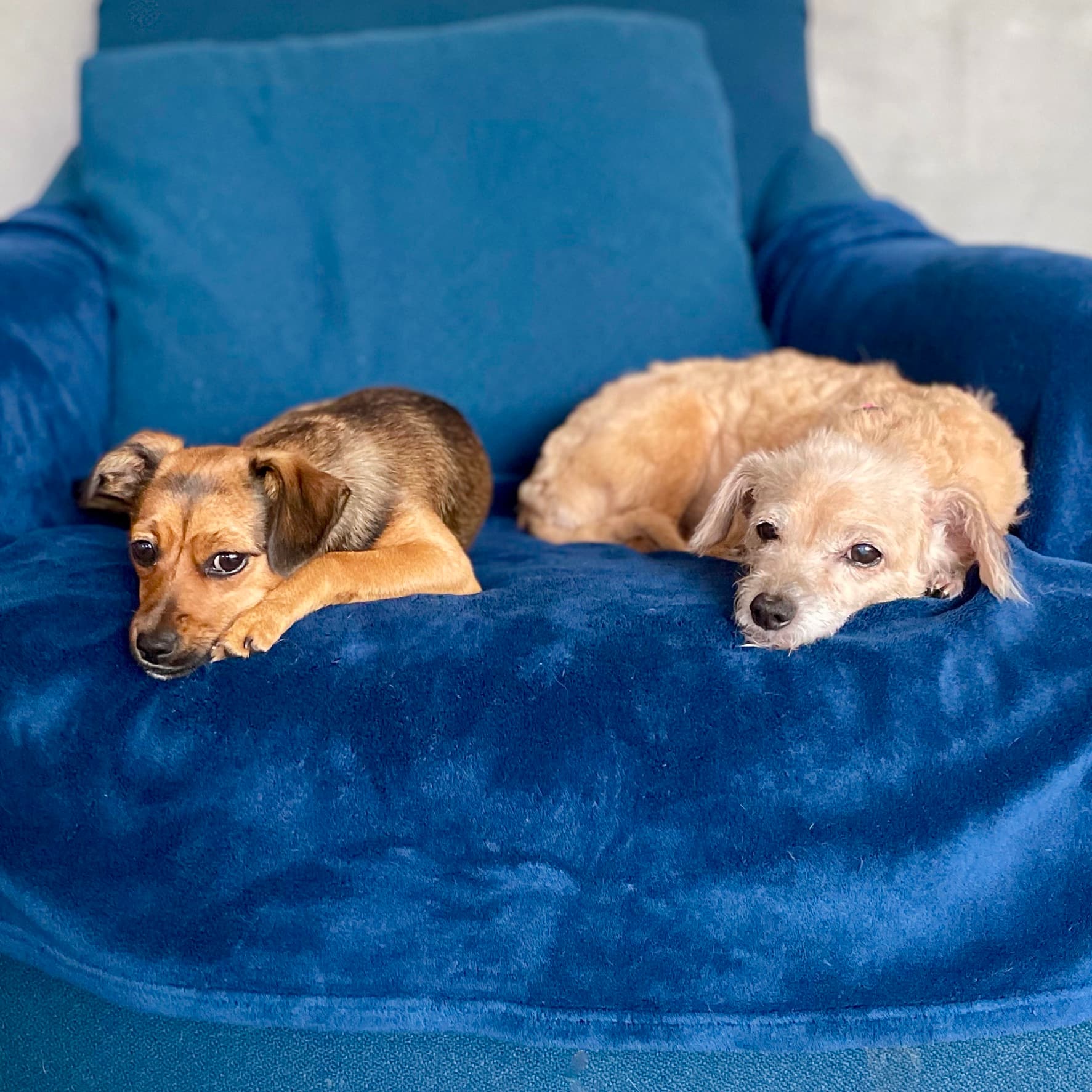 Dream sibling for Abby, photo 1 of 1