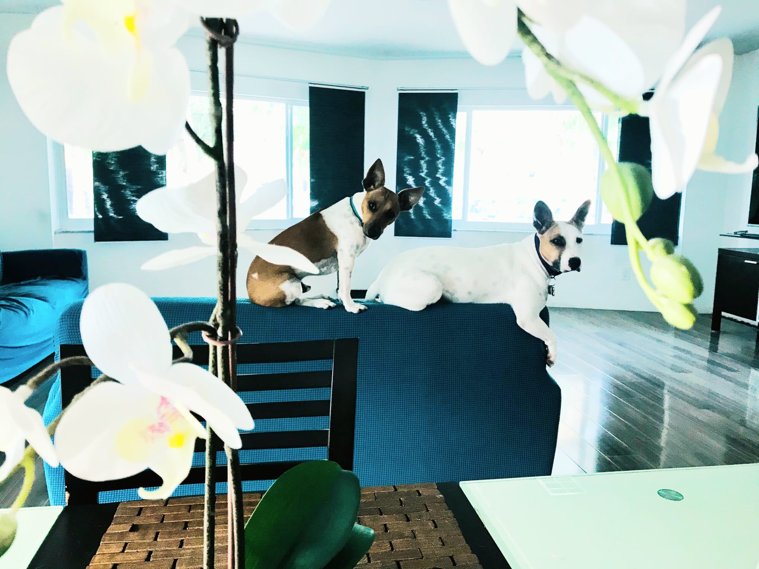 Help my husband and I start our family., photo 1 of 1