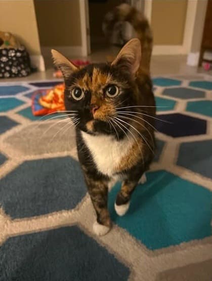 Canters Adopt, photo 1 of 4