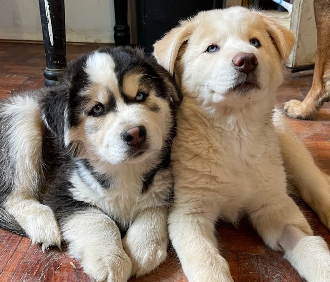 From Rescue to Parenthood: Help Us Grow Our Family, photo 1 of 1